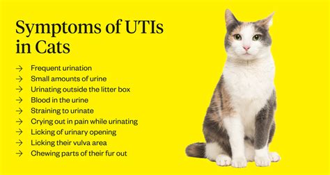 detrusor atony cat|Urinary Obstruction: New Options